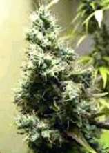 Homegrown Fantaseeds Shiva Afghani