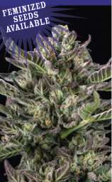 Humboldt Seed Company Notorious THC