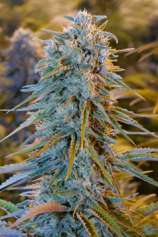 Humboldt Seed Organisation Blue Dream