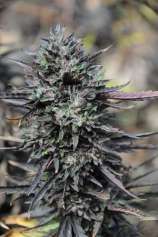 Humboldt Seed Organisation Purple Trainwreck