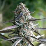 Humboldt Seed Organisation Runtz Fast Flowering