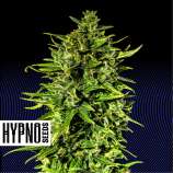 Hypno Seeds Dr Hypno CBD Auto