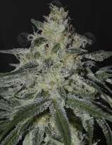 Irie Genetics Firefly