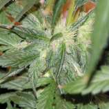 Jaws Gear Banana Kush F9