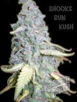 Johnston's Genetics Shooks Rum Kush