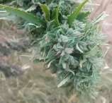 Just Another Herbalist BlackJackPie x Senegal
