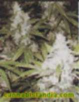 Kannabia Seeds La Blanca