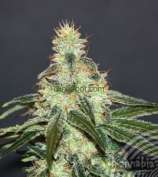 Kannabia Seeds Mataro Blue CBD