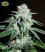 Karma Genetics Biker Kush V2.0