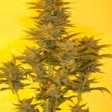 Ketama Seeds Mujica Gold