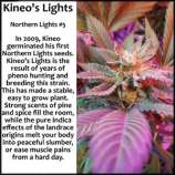 Kineos Genetics Kineo's Lights