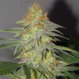 Kingdom Organic Seeds Iron Cindy