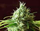 Kush Cannabis Seeds Cheese Kush