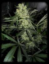 Bald man Lala Seeds Northern Light x Lemon Thai