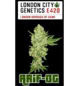 London City Genetics Arif-OG