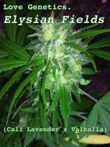 Love Genetics Elysian Fields