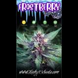 Lucky 13 Seed Company Frostberry