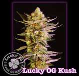 Lucky 13 Seed Company Lucky OG Kush