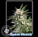 Lucky 13 Seed Company Space Skunk