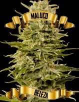 Maconha Seeds Bank Maluco Beleza