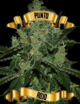 Maconha Seeds Bank Punto Rojo