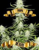 Maconha Seeds Bank Tropa de Elite