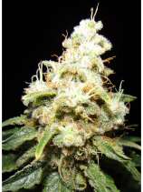 Makka Seeds Wacky Widow