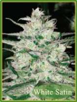 Mandala Seeds White Satin