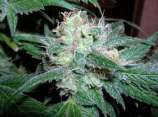 Master Thai Heavenly Blue Kush