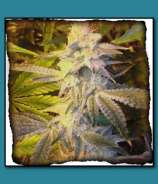 Matanuska Thunder Seeds Berry Breath