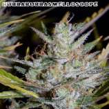 Mephisto Genetics Hubbabubbasmelloscope