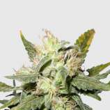 Mighty Irish Seeds Mighty Mite Indica