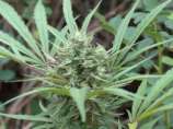 Mighty Mite Seed Company Sativa Diablo