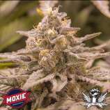 Moxie 710 ZOD