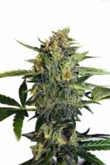 Mudro Seeds Diesel Ryder