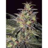 Mudro Seeds Frutti Trips