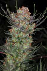 MzJill Genetics Brian Berry Cough