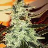 Natural Genetics Seeds Devil Cookies