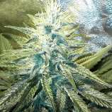 Natural Genetics Seeds Kush-G