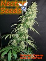 Nectar Seeds Oriental Express