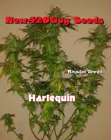 New420Guy Seeds Harlequin CBD