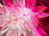 New420Guy Seeds Purple Ice