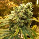 Nirvana Seeds Sativa's Sour Diesel