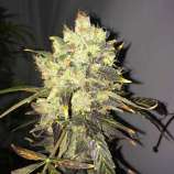 Nirvana Seeds Supreme CBD Durban