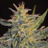 NorStar Genetics Goo-Che