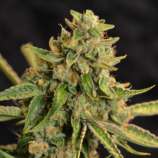 NorStar Genetics Panama Jack