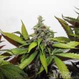 Norden Seeds Auto Viking Blue