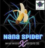 Nyxclusives Genetics Nana Spider