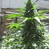 Original Sensible Seeds Bulk Cheese Auto