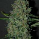 Original Sensible Seeds Chronic Lights